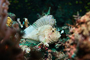Picture 'Yap1_1_01263 Leaf Scorpionfish, Paperfish, Scorpionfish, Taenianotus Triacanthus, Yap'